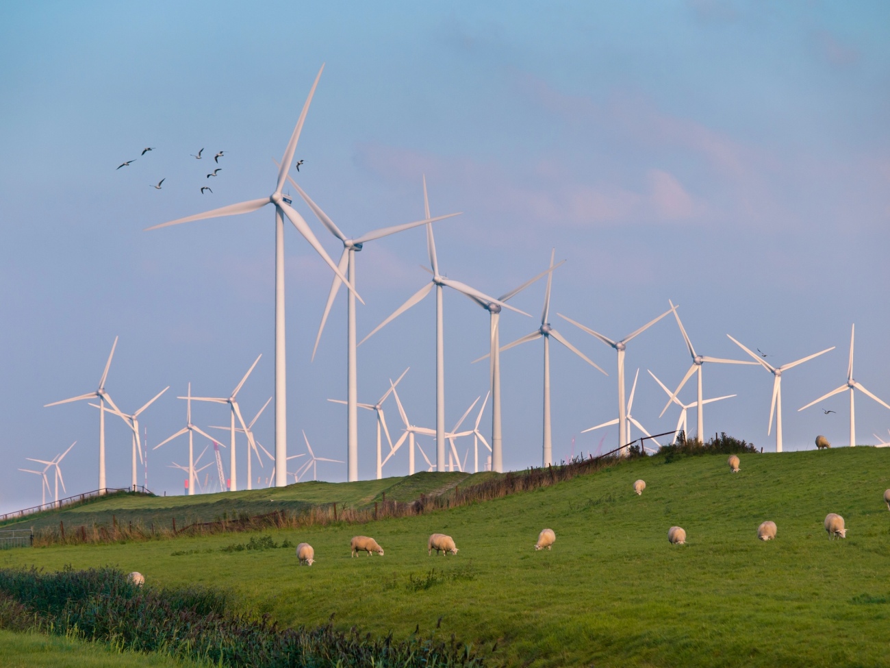 Impacts of Wind Energy and Potential Solutions